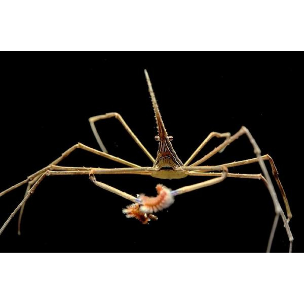 Arrow Crab (Stenorhynchus Seticornis)
