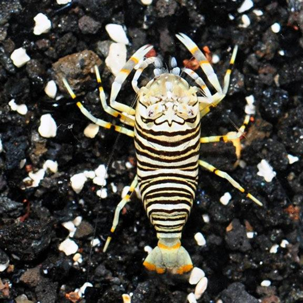 Bumble Bee Shrimp (Gnathophyllum Americanum)