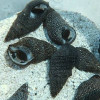 Cerith Snailc (Cerithium sp.)