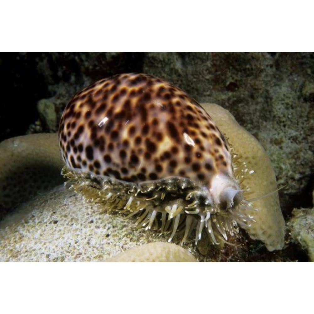 Tiger Cowrie (Cyprae Tigris)
