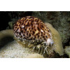 Tiger Cowrie (Cyprae Tigris)