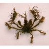 Spider Decorator Crab (Camposcia Retusa)