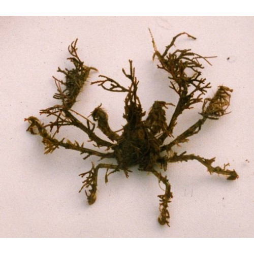 Spider Decorator Crab (Camposcia Retusa)