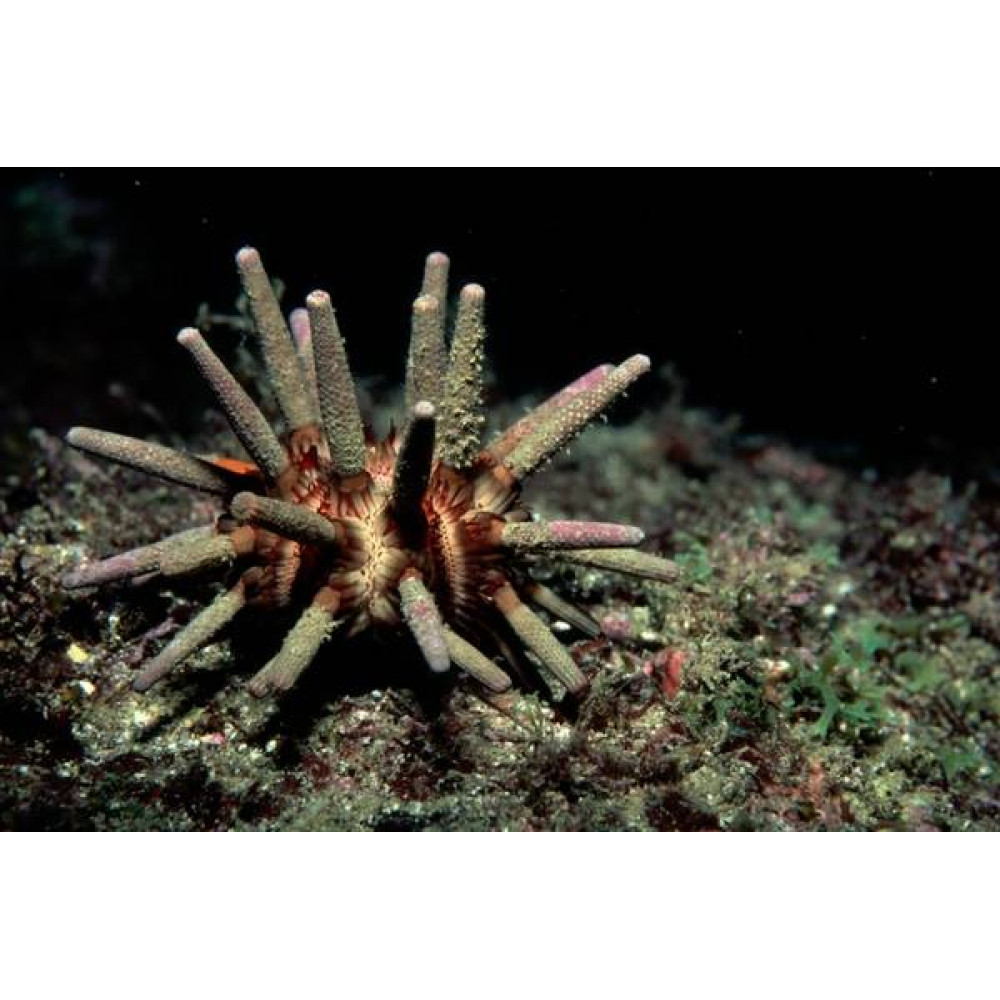 Pencil Urchin (Eucidaris Tribuloides)