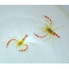 Gold Coral Banded Shrimp (Stenopus Zanzibaricus)