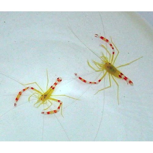 Gold Coral Banded Shrimp (Stenopus Zanzibaricus)