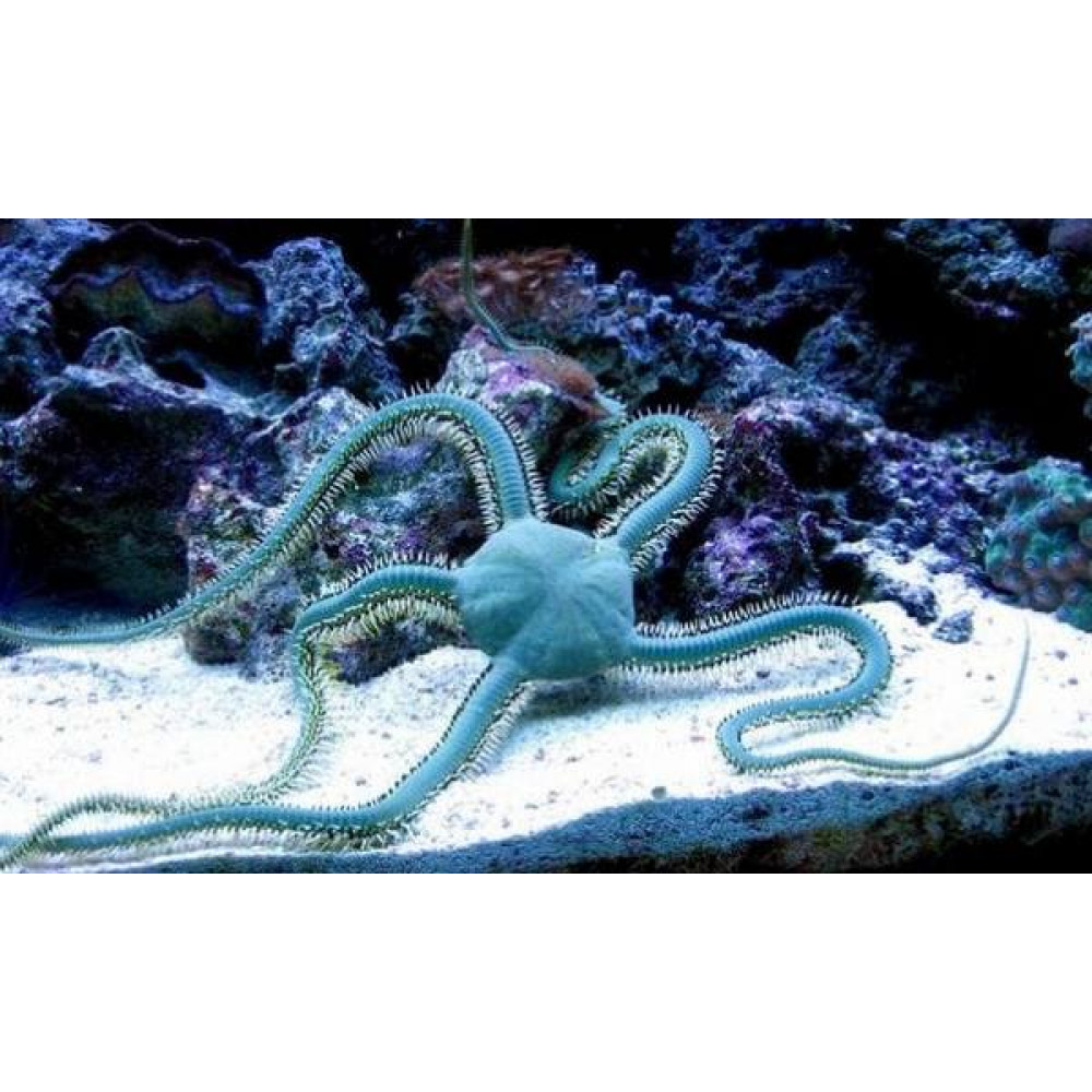 Green Brittle Star (Ophiarachna Incrassata)