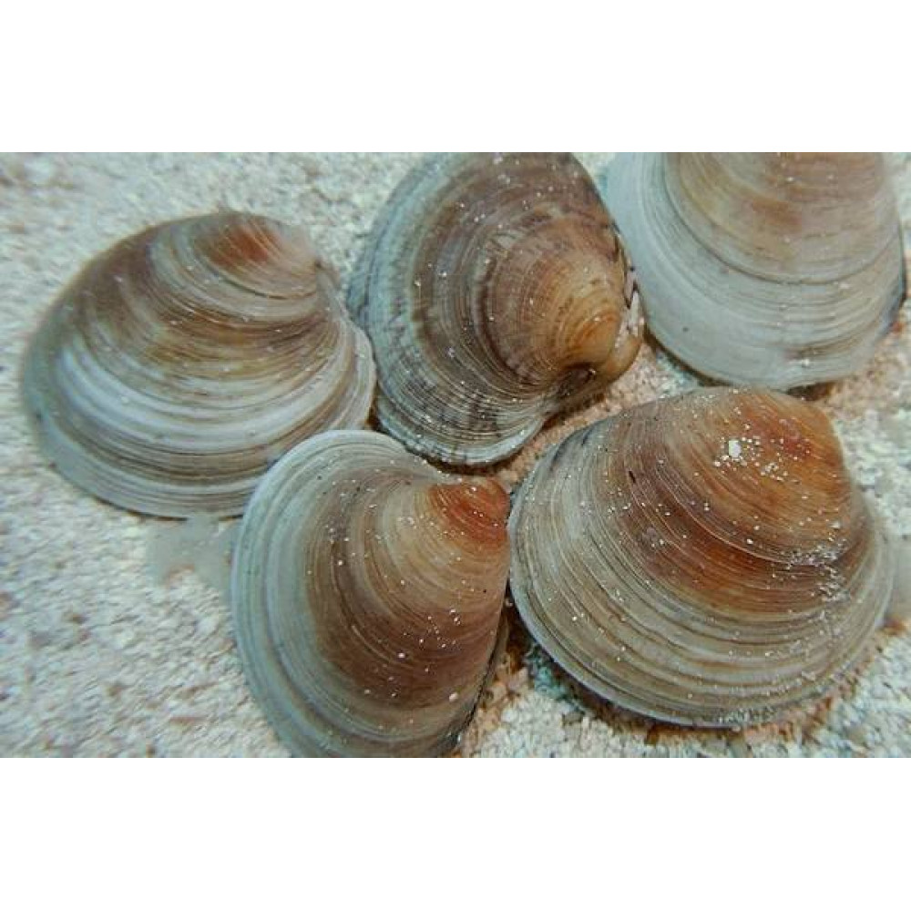 Cleaner Clam (Mercenaria Mercenaria) 