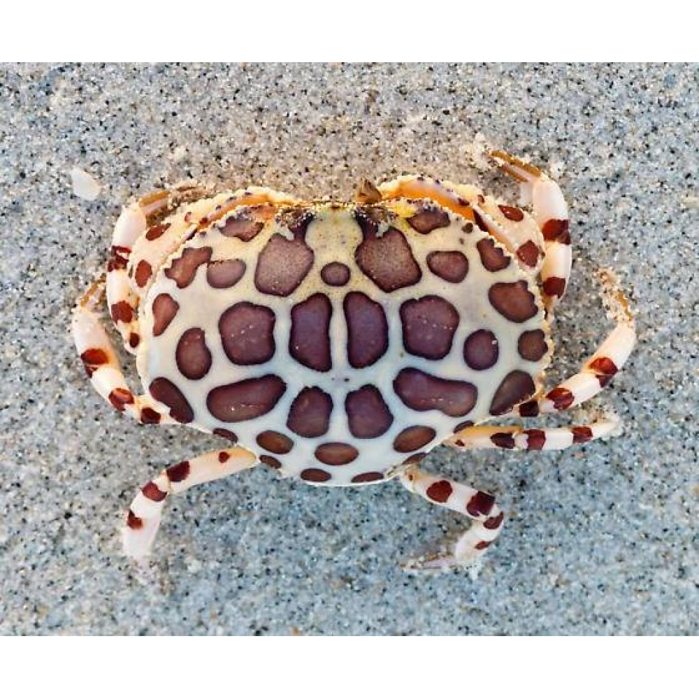 Calico Box Crab (Hepatus Epheliticus)