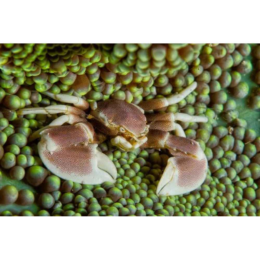 Porcelain Anemone Crab (Neopetrolisthes Maculatus)