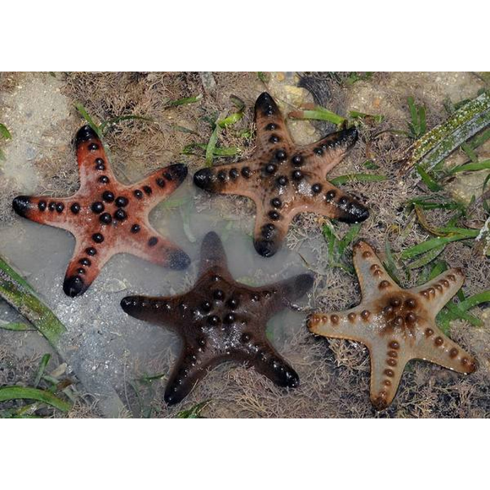 Chocolate Chip Sea Star (Protoreaster Nodosus)