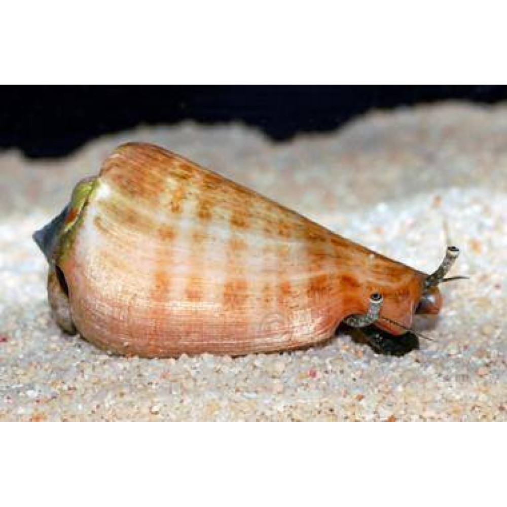 Fighting Conch (Strombus spp.) 