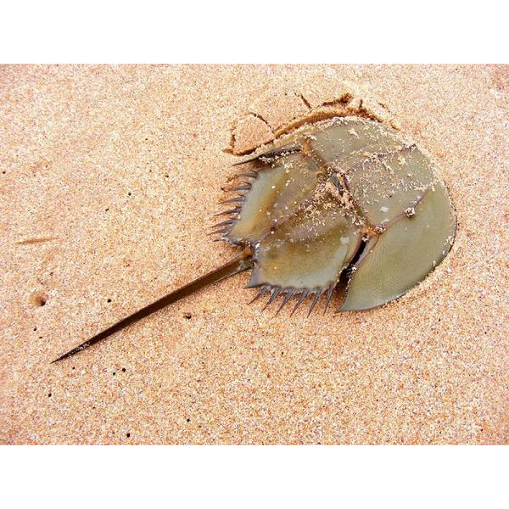 Horseshoe Crab (Limulus Polyphemus)