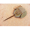 Horseshoe Crab (Limulus Polyphemus)