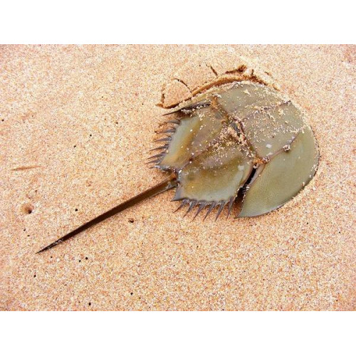 Horseshoe Crab (Limulus Polyphemus)