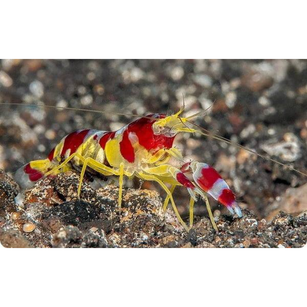 Red Banded Snapping Shrimp (Alpheus Randalli)