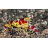 Red Banded Snapping Shrimp (Alpheus Randalli)