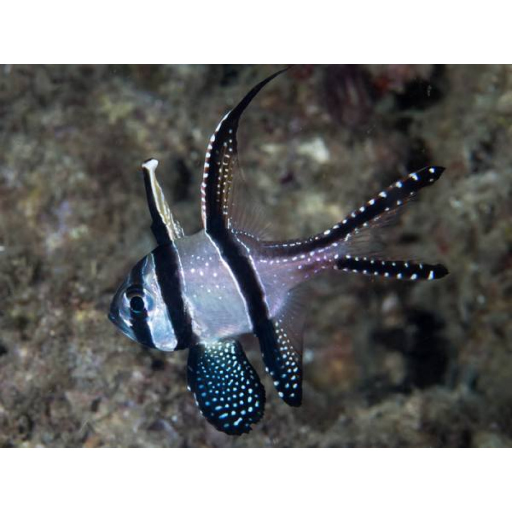 Banggai Cardinalfish (Pterapogon Kauderni)