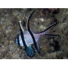 Banggai Cardinalfish (Pterapogon Kauderni)