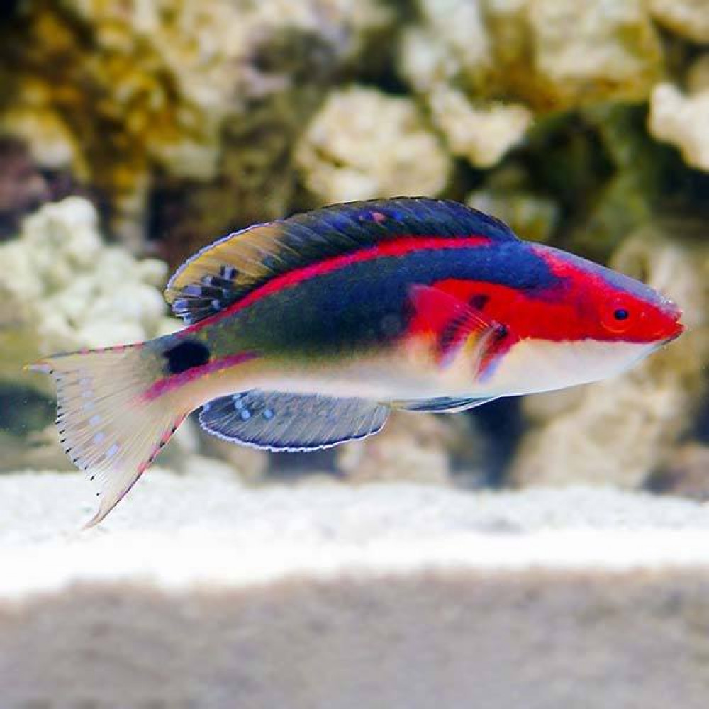 Exquisite Fairy Wrasse (Cirrhilabrus Exquisitus) Male