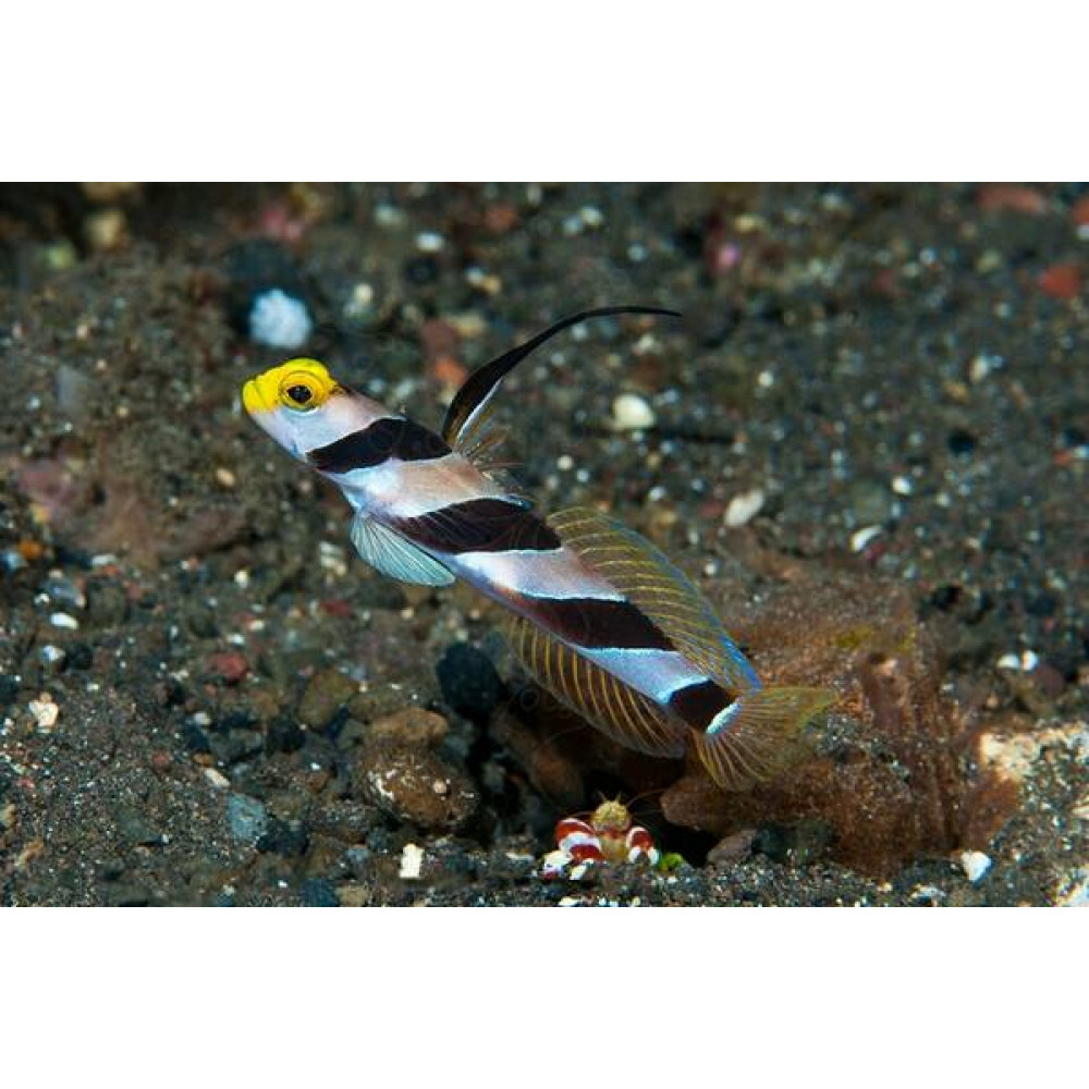 Black Ray Goby (Stonogobiops Nematodes)