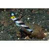 Black Ray Goby (Stonogobiops Nematodes)