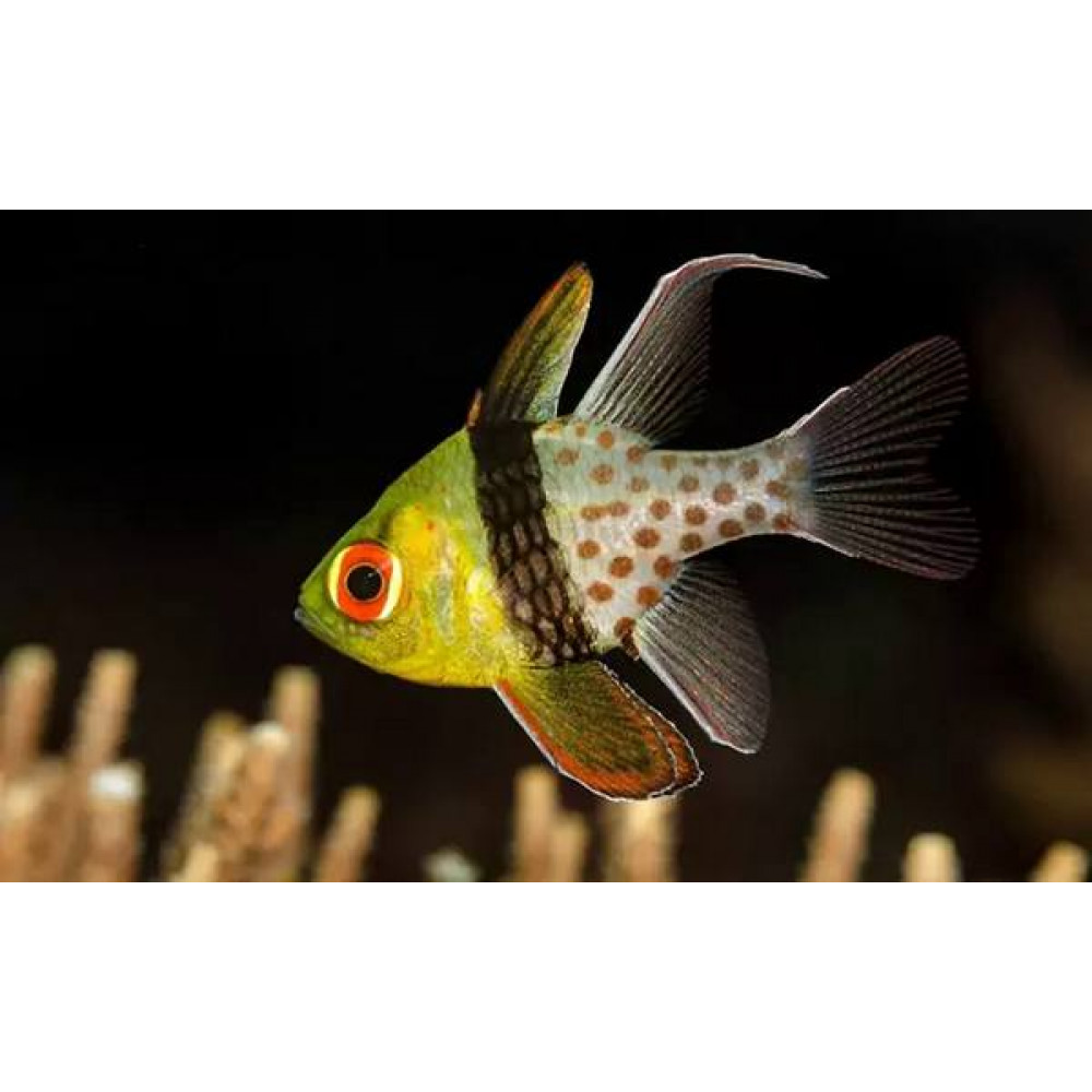 Pajama Cardinalfish (Sphaeramia Nematoptera)