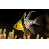 Pajama Cardinalfish (Sphaeramia Nematoptera)