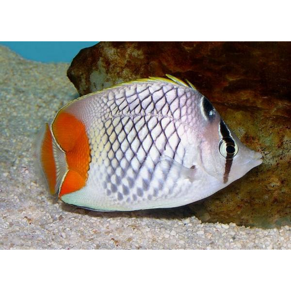 Pearlscale Butterflyfish (Chaetodon Xanthurus)