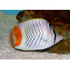 Pearlscale Butterflyfish (Chaetodon Xanthurus)