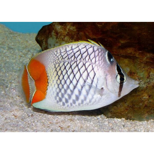 Pearlscale Butterflyfish (Chaetodon Xanthurus)