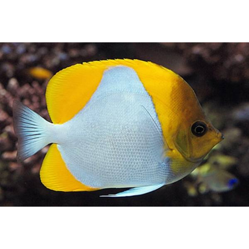 Yellow Pyramid Butterflyfish (Hemitaurichthys Polylepis)