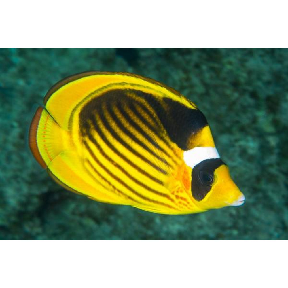 Raccoon Butterflyfish (Chaetodon Lunula)