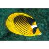 Raccoon Butterflyfish (Chaetodon Lunula)