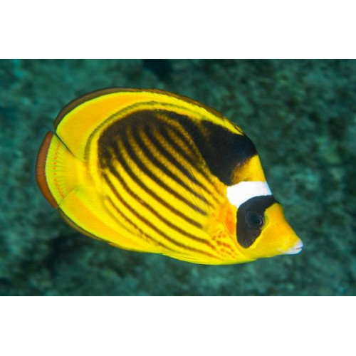 Raccoon Butterflyfish (Chaetodon Lunula)