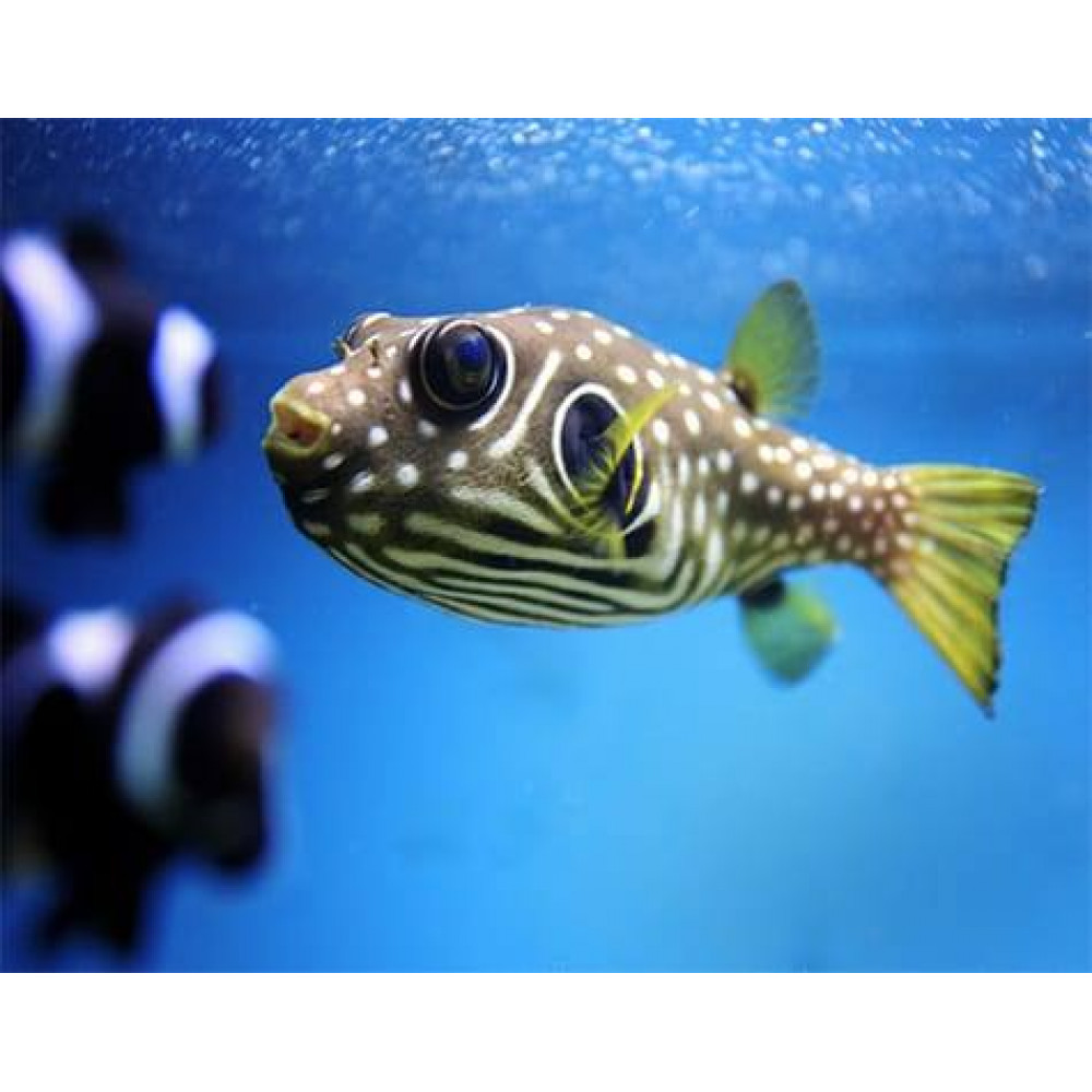 White Spotted Pufferfish (Arothron Hispidus)