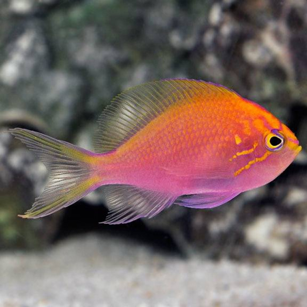 Sunburst Anthias (Serranocirrhitus Latus)