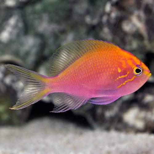 Sunburst Anthias (Serranocirrhitus Latus)