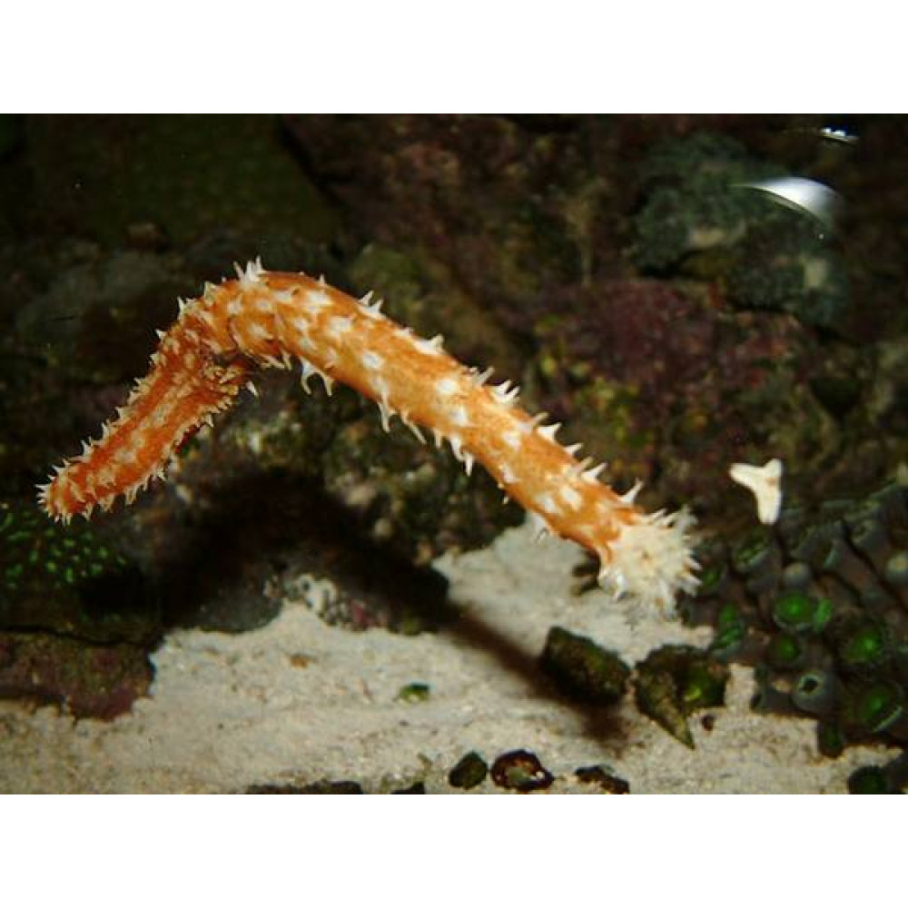 Tiger Tail Cucumber (Holothuria sp.)