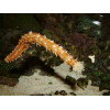 Tiger Tail Cucumber (Holothuria sp.)
